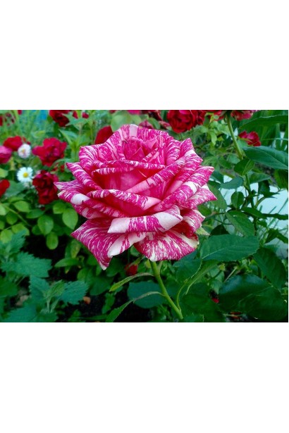 Троянда чайно-гібридна ‘Пінк Інтуішн’